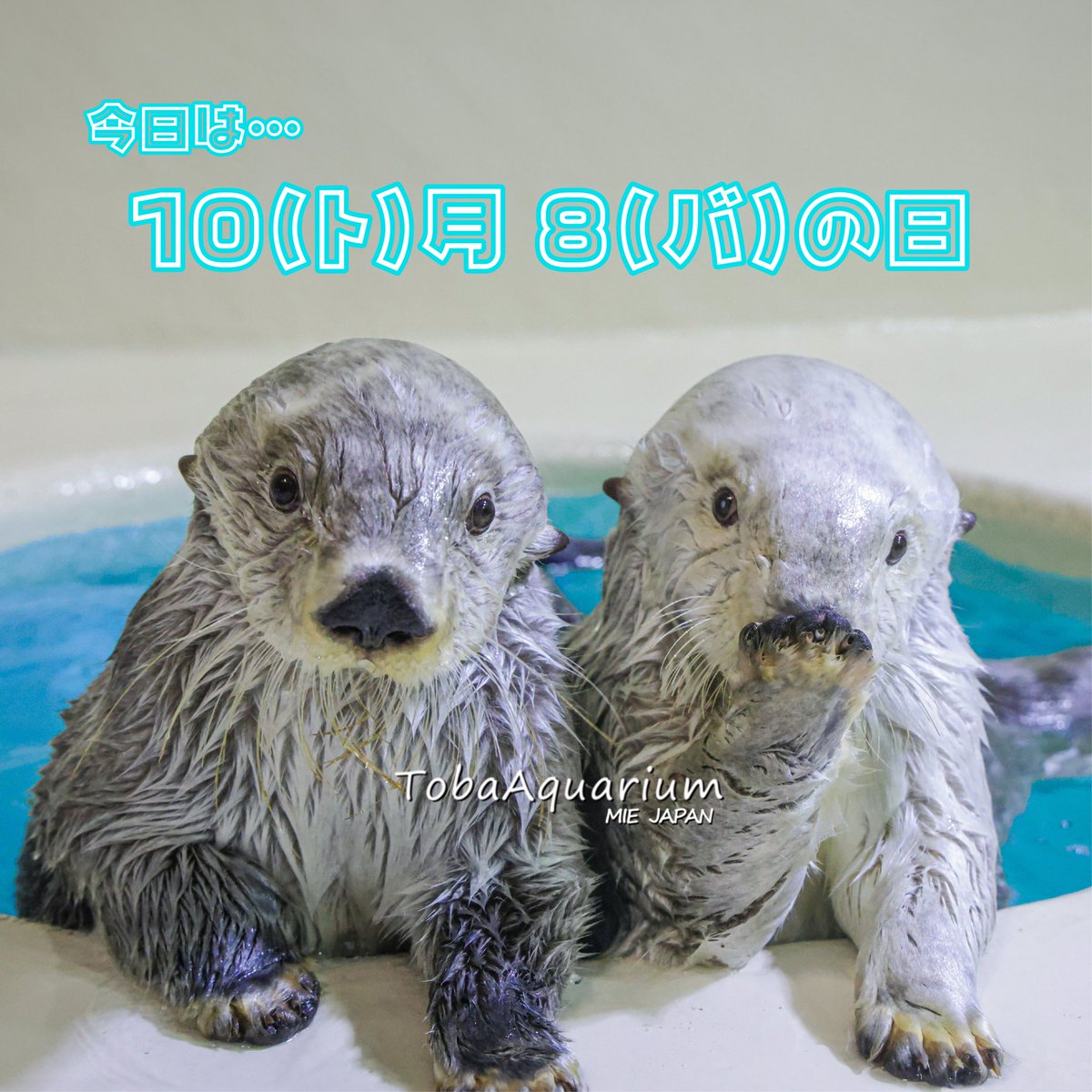 ラッコ - Search / X