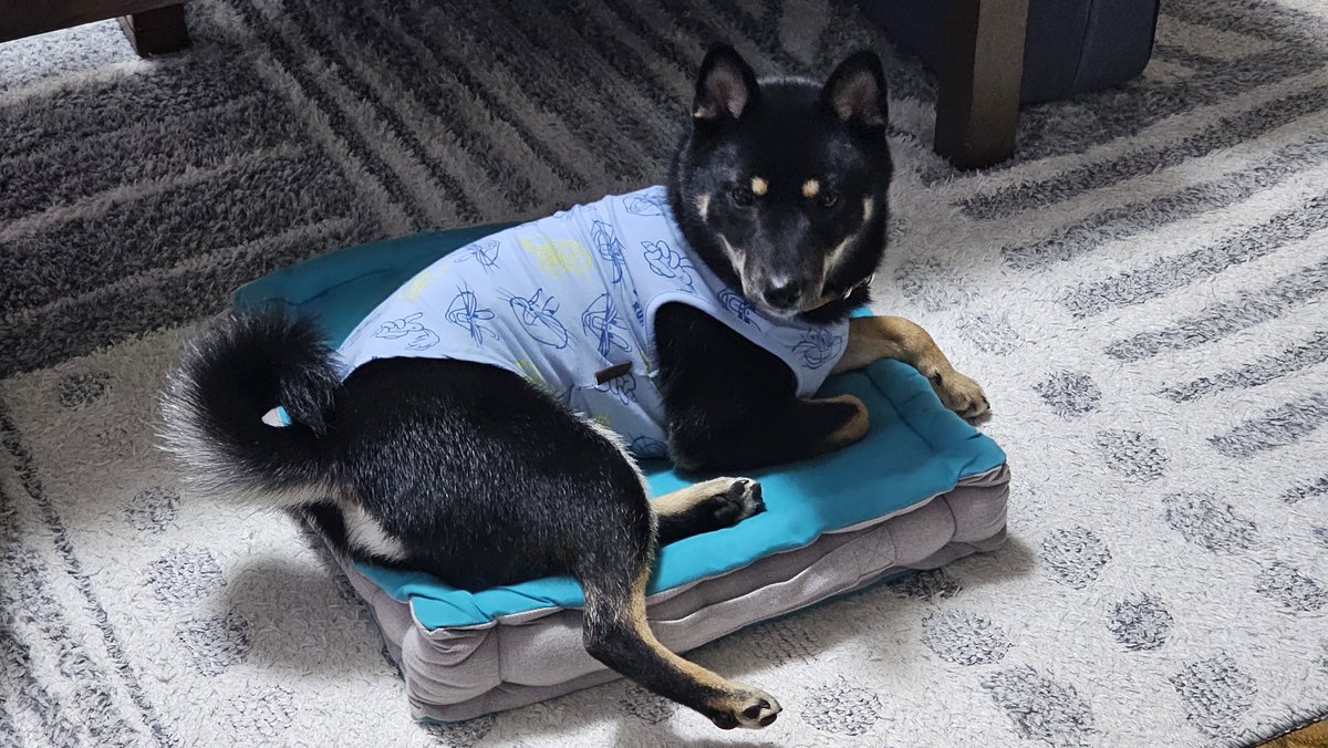 kibi_1002's tweet photo. 私が居なくなった途端、毎回我が物でクッションを占拠する🐶
#豆柴
#黒豆柴
#柴犬
#柴犬のいる暮らし https://t.co/KhZeWgcMLJ
