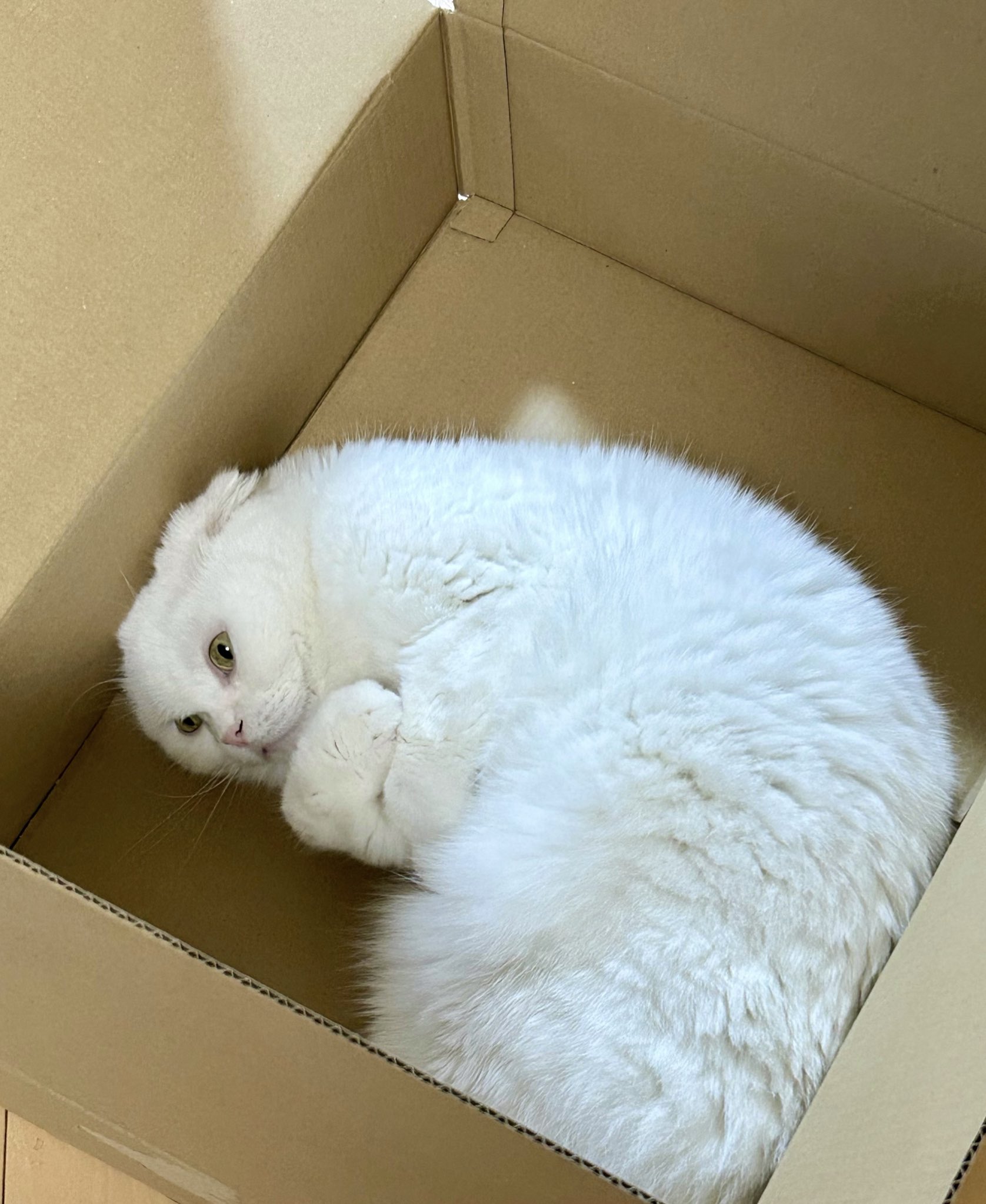 ふわんわん🐶10/15～個展🐾 (@_fuwanwan) / X