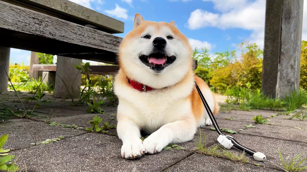 inakagurashiweb's tweet image. 🐕＼予約スタート！／🐶

『#田舎暮らしの本』12月1月合併号
別冊付録は
#柴犬らんまる🐕 の 特製カレンダー🗓
買ったらすぐ使えます！

特集は
物価高だからこそ賢く活用したい✨
プロが選んだ！住みたい田舎の #ふるさと納税 #返礼品 大賞🏆🎶

↓お早めの確保はこちら↓
amzn.to/4o3uCiw