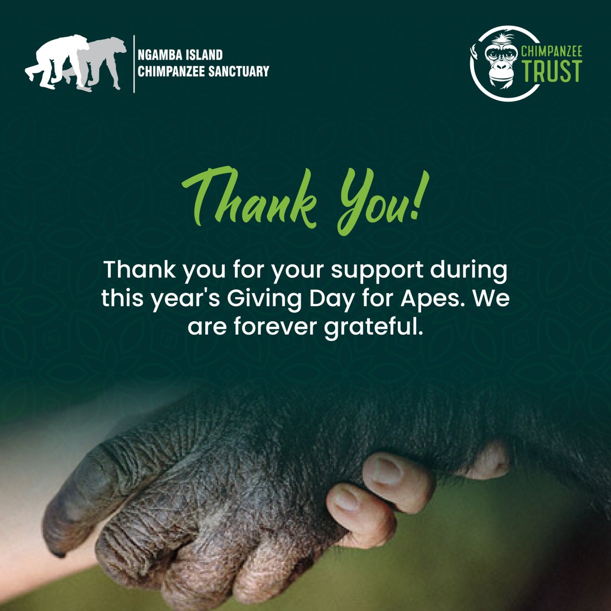 #Chimpanzeetrust tweet media