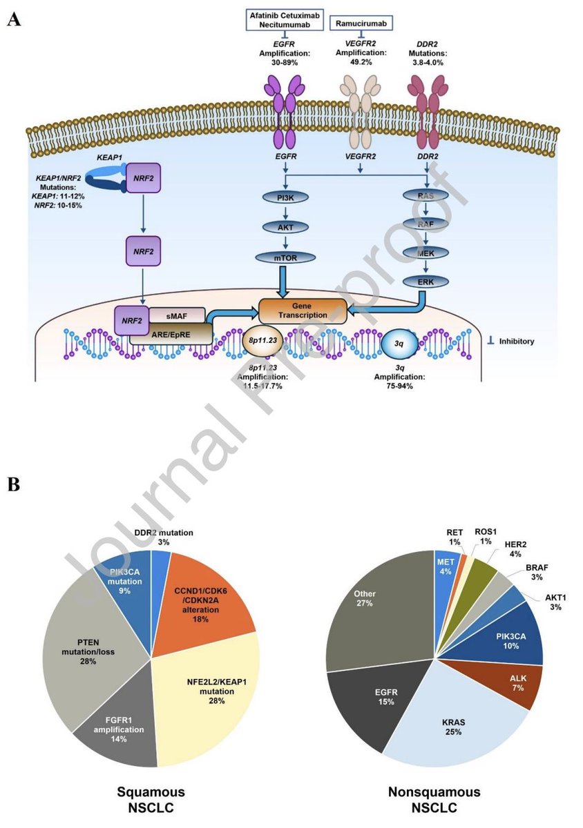 Squamous NSCLC: Current &amp; Emerging Options 🌟

For years, sqNSCLC vs adenocarcinoma, fewer drivers, options &amp; survival.

Now, HARMONi-2 (ivonescimab PFS 11.1 vs 5.8 mo) &amp; other emerging combos show real progress with meaningful benefit &amp; no major bleeding.
clinical-lung-cancer.com/article/S1525-…