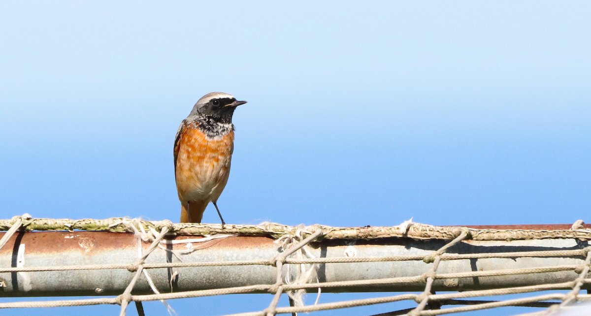 DavidSU26's tweet photo. Quiet September in Txingudi, with a Fea's petrel the 1st as a highlight. Also a BW kite, a temminck's stint and 4 RC Pochard. Also an incredible record passage of 8 Montagu's harriers the 6th. 
When It comes to passerines nothing rare but very good migrant fallouts. https://t.co/Xg5gBtkmF9