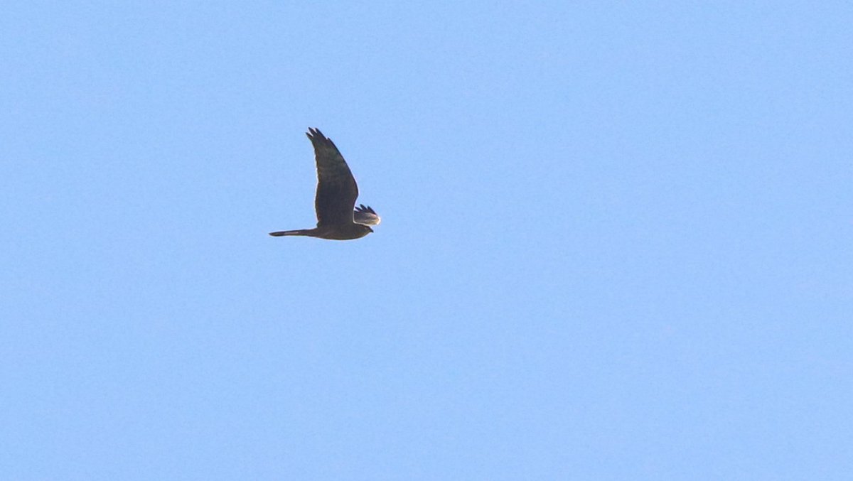 DavidSU26's tweet photo. Quiet September in Txingudi, with a Fea's petrel the 1st as a highlight. Also a BW kite, a temminck's stint and 4 RC Pochard. Also an incredible record passage of 8 Montagu's harriers the 6th. 
When It comes to passerines nothing rare but very good migrant fallouts. https://t.co/Xg5gBtkmF9