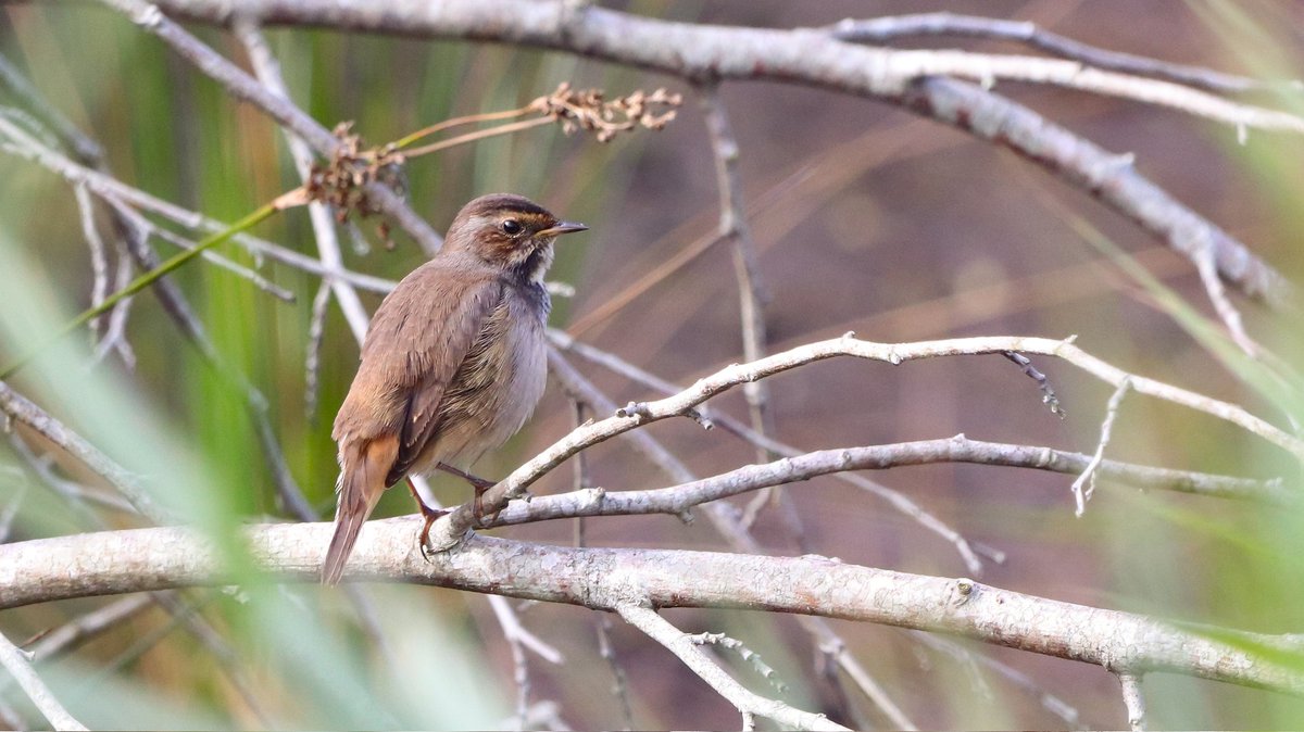 Quiet September in Txingudi, with a Fea's petrel the 1st as a highlight. Also a BW kite, a temminck's stint and 4 RC Pochard. Also an incredible record passage of 8 Montagu's harriers the 6th. 
When It comes to passerines nothing rare but very good migrant fallouts.