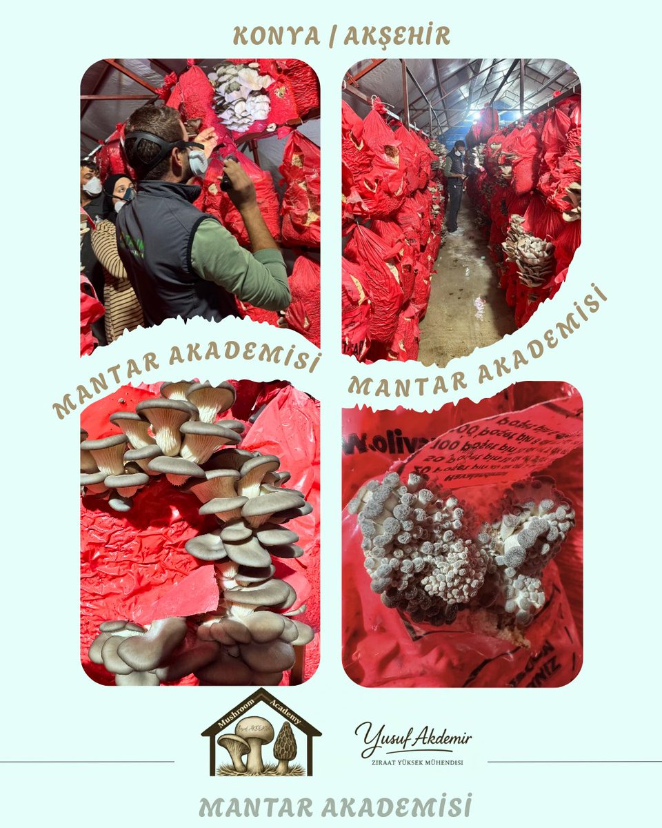 🍄Çalışmalarımız Devam Ediyor.🍄

📍#akşehir

İstiridye Mantarı

MAŞALLAH 👏👏👏

Tüm Üreticilerimize Hayırlı Helal Bol Kazançlar Dilerim.

#mantar #mushroom #tarımşehri #tarım #konya