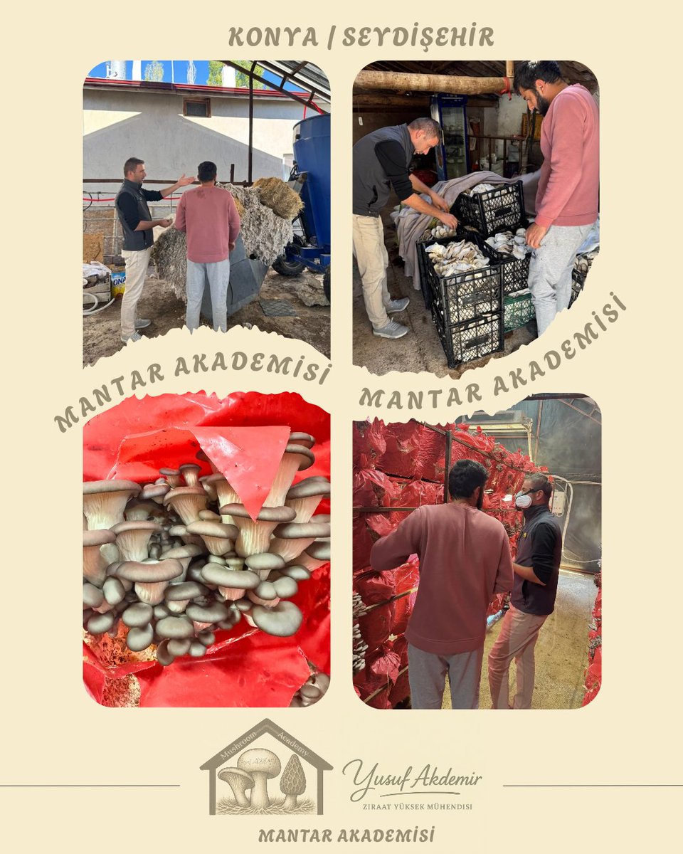 🍄Çalışmalarımız Devam Ediyor.🍄

📍#seydişehir

İstiridye Mantarı

MAŞALLAH 👏👏👏

Tüm Üreticilerimize Hayırlı Helal Bol Kazançlar Dilerim.

#mantar #mushroom #tarımşehri #tarım #konya