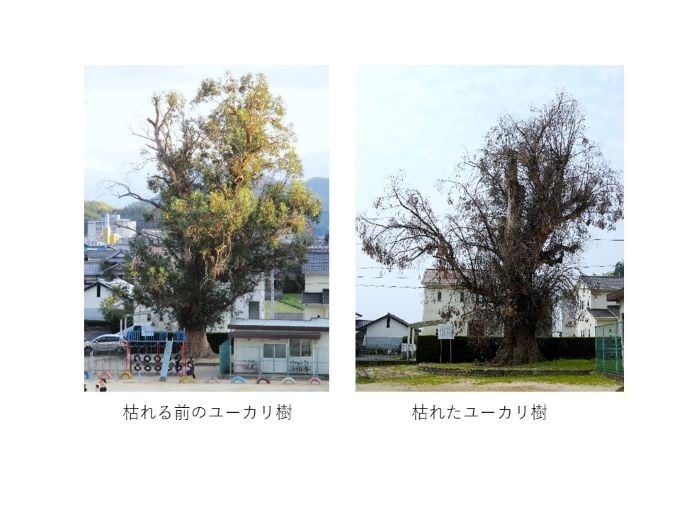 imabari_city's tweet photo. 残念ながら枯れてしまった桜井小学校のユーカリの樹の思い出を残し、新たなシンボルを育てていくために、ガバメントクラウドファンディングを始めました。
お礼の品としてこのユーカリで作ったコースターをご用意しています。
https://t.co/W8bLZMu1pl

全国の卒業生に届いてほしい…！ https://t.co/z9P7Vabjuu