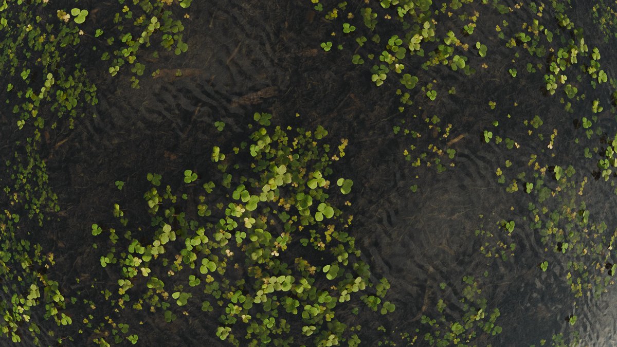 polygonvariable tweet media