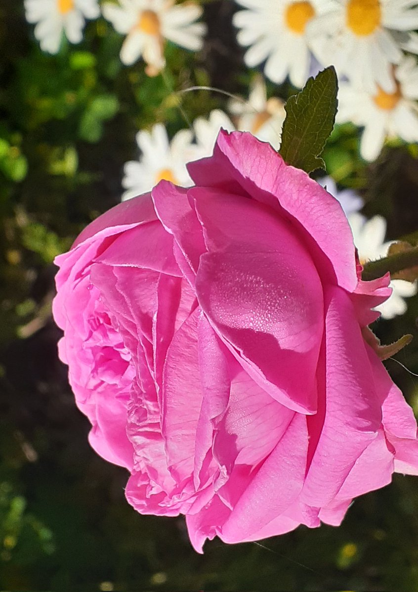 SarahRajkotwala's tweet photo. The delicious China/ Bengali rose L'Ouche 1901, has the most lovely scent. She also is very happy to flower and flower. ⚘ Taken this morning. 

#GardeningX #Flowers #fairiesarereal #mygarden #RoseWednesday #Vintageroses https://t.co/rmvy7lR0W4