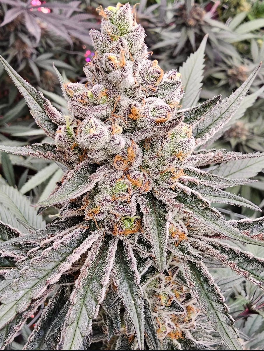 fullmoonfarms707 tweet media