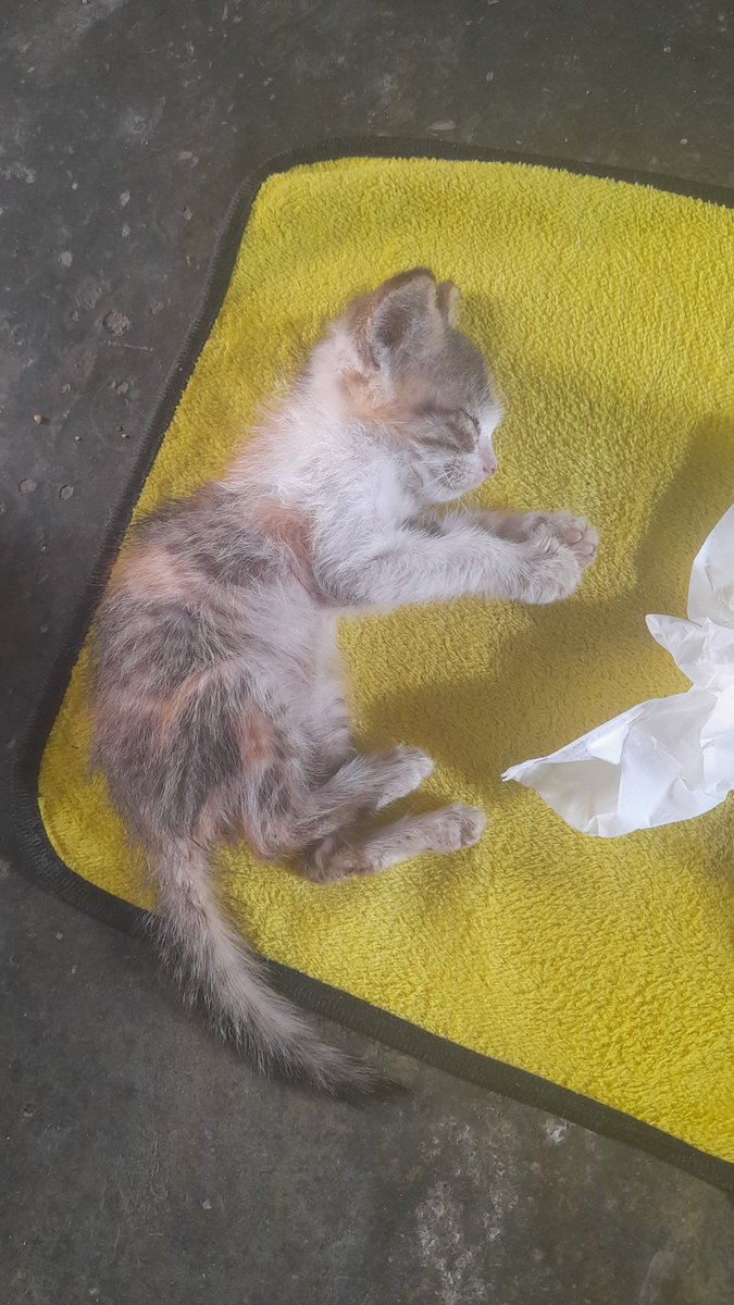 nnaadaisy's tweet photo. piya😭😭 sapi hilang, Piya mati😭😭😭 https://t.co/fLd45te1ue