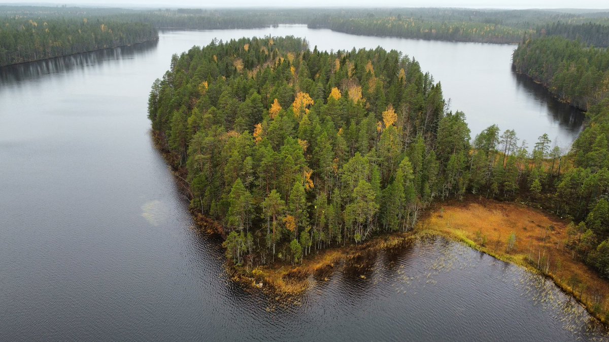 Kuhmon Iso-Valkeisen rantoja joissa Metsähallituksen avohakkuusuunnitelmat. Yksi kohteista jotka Greenpeacen ja Metsäliikkeen seurannassa. Täällä aiotaan kaventaa aiemmin säästettyjä rantakaistoja entistä kapeammiksi ja hävittää kuvassa oleva Pitkäniemen vanha #metsä 1/2