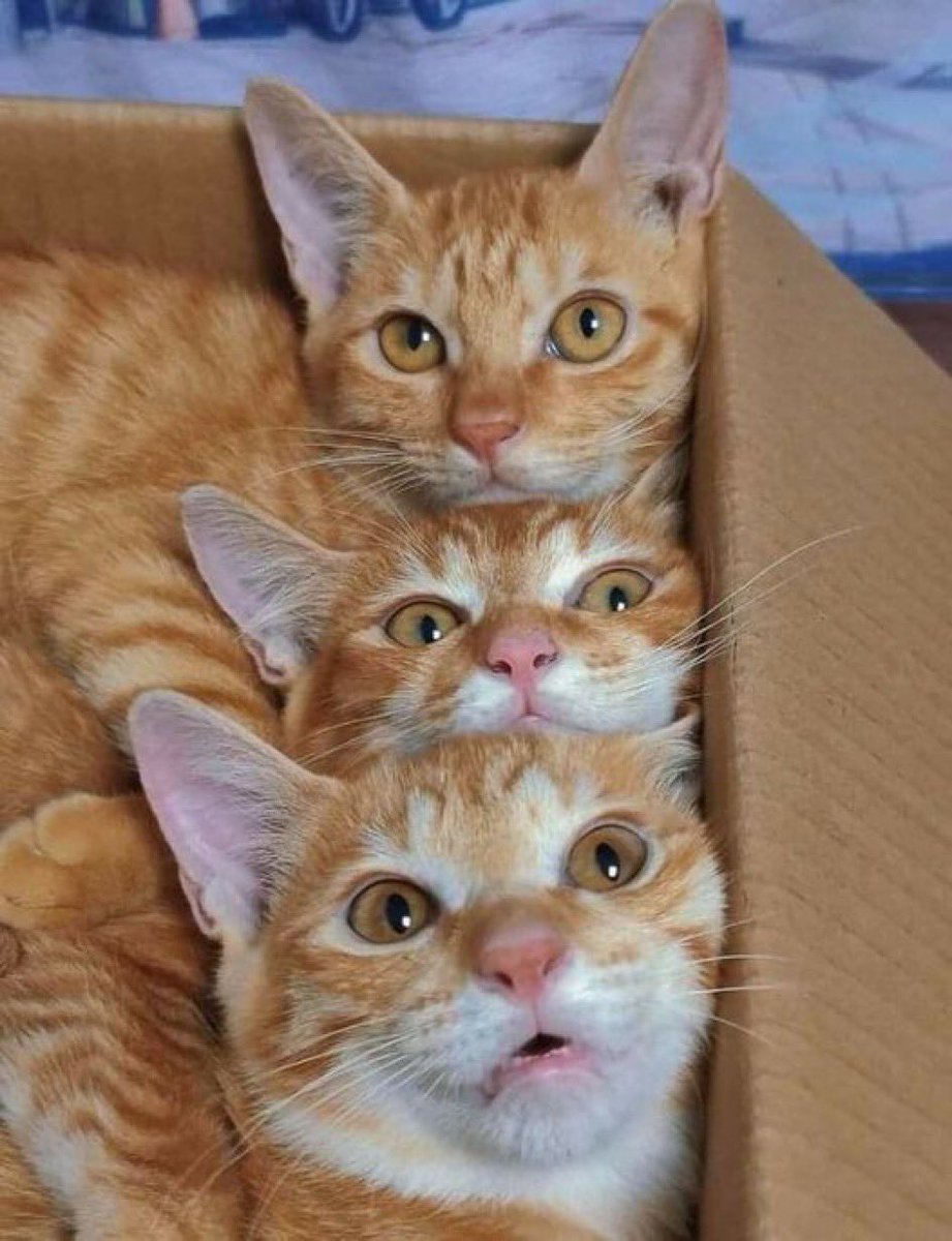 AgatheDeblouz's tweet photo. 😼 Alors c'est nous les vedettes du #JeudiPhoto ? https://t.co/2gAXvL9M7o