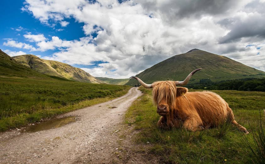 Take time to meet the locals on the #WestHighlandWay!
📷: Zack Mensinger/ #VisitScotland
#Scotland #HighlandCoo #Coo #ScottishBanner #LoveScotland #ScotlandIsCalling #HeilanCoo