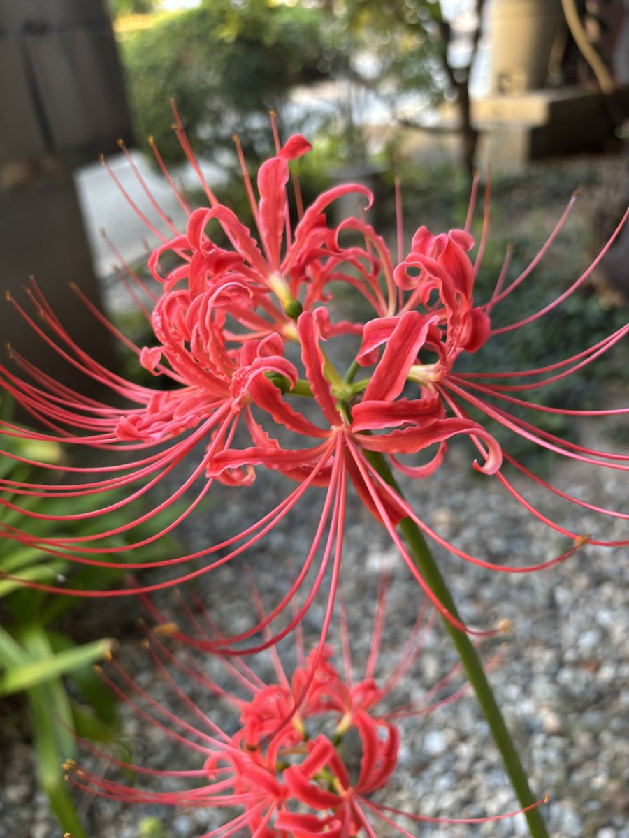 jLsEFBBJl071803's tweet image. 「離れなさい、このビッチ！」（Get away from her you bitch!）
映画「Alien2」よりEllen Ripley
1画像
映画「Alien 」1979 scena finale 
＃SigourneyWeaver
様生誕日
youtu.be/3LjY6uZH3D8?si… @YouTube

＃兵庫県西宮市

まだまだ真夏日…😰💦
お気を付けを🙏🏻
皆様良き午後のお過ごしを🍁