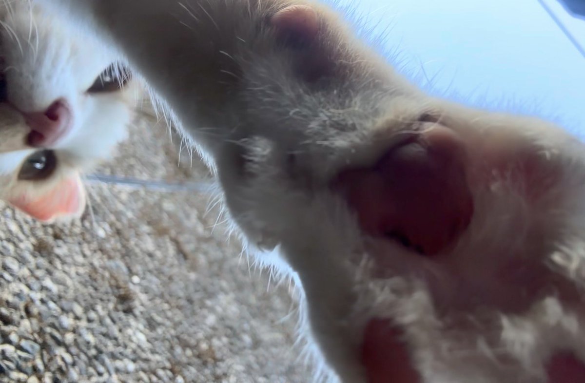 고양이 좋아하면 허우통 무조건 가시길.. ✔️