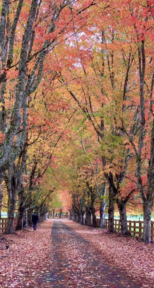 Good morning🍂Wednesday🍁