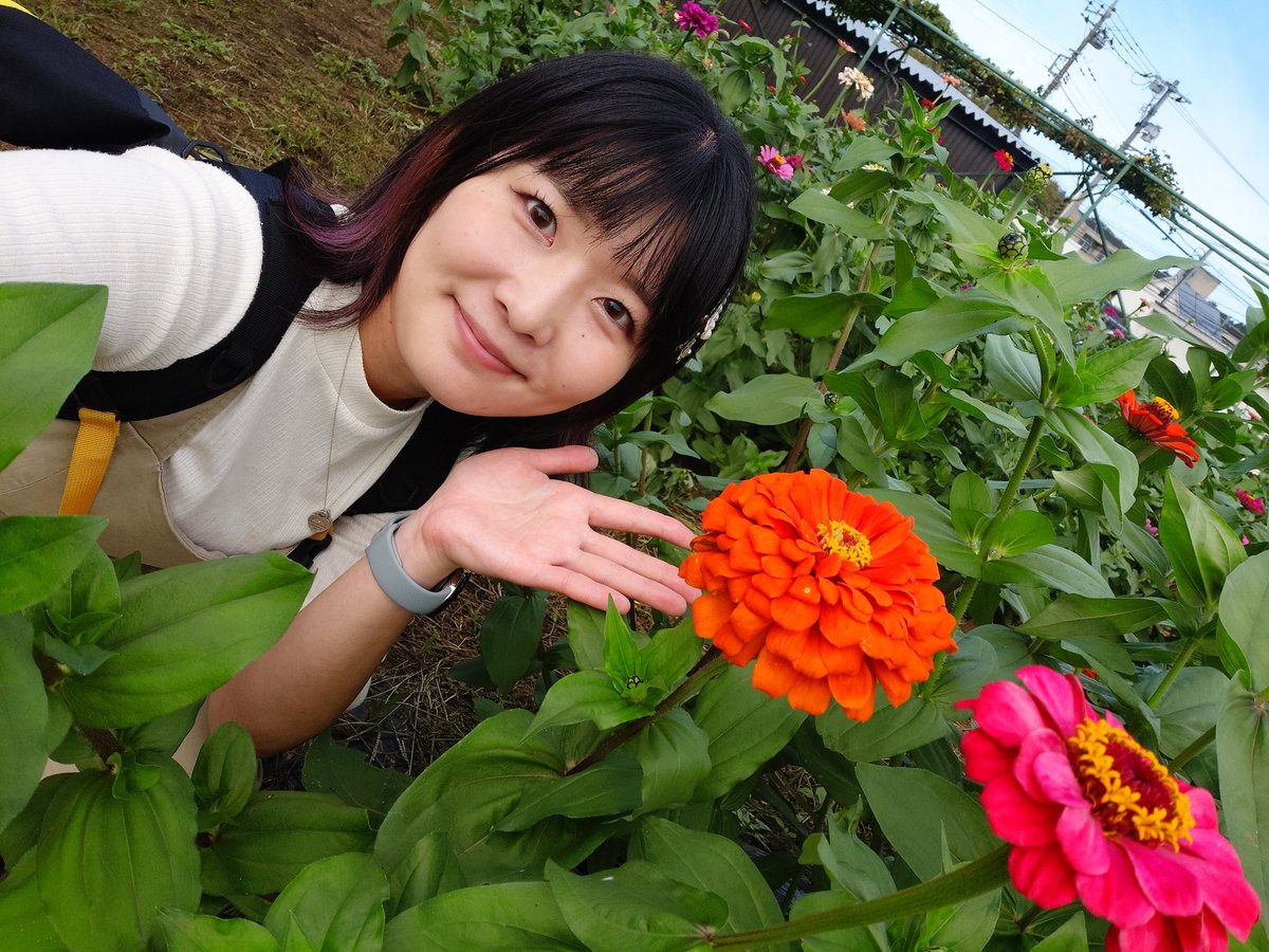 kr_report_Fyoko's tweet image. 相模原市緑区にある小松コスモス園からお届けしました🌼*･
10月12日から11月3日まで小松コスモス祭りが開催されますよ！
お花の花摘みや地場野菜の販売、アケビの摘み取りなどもやりますよ☺️
 #キスライ  #FMヨコハマ