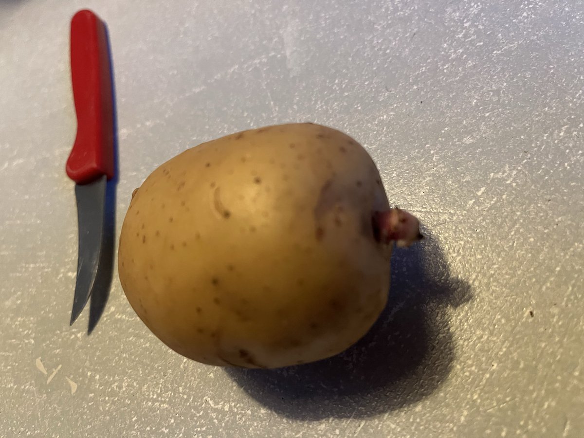 Frieslander denkt nu al aan volgend seizoen. Hoe lijkt het met de #kiemrust bij professionele telers?
#aardappelen 
#kiemen