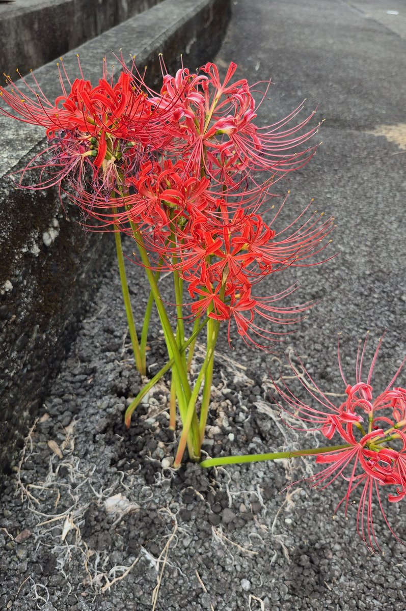 ＊アボカドさま専用画面です＊ 🥑￣￣￣￣￣￣ 開 催 予 告 ＿＿＿＿＿＿🥑 11月26日(水)からはじまる