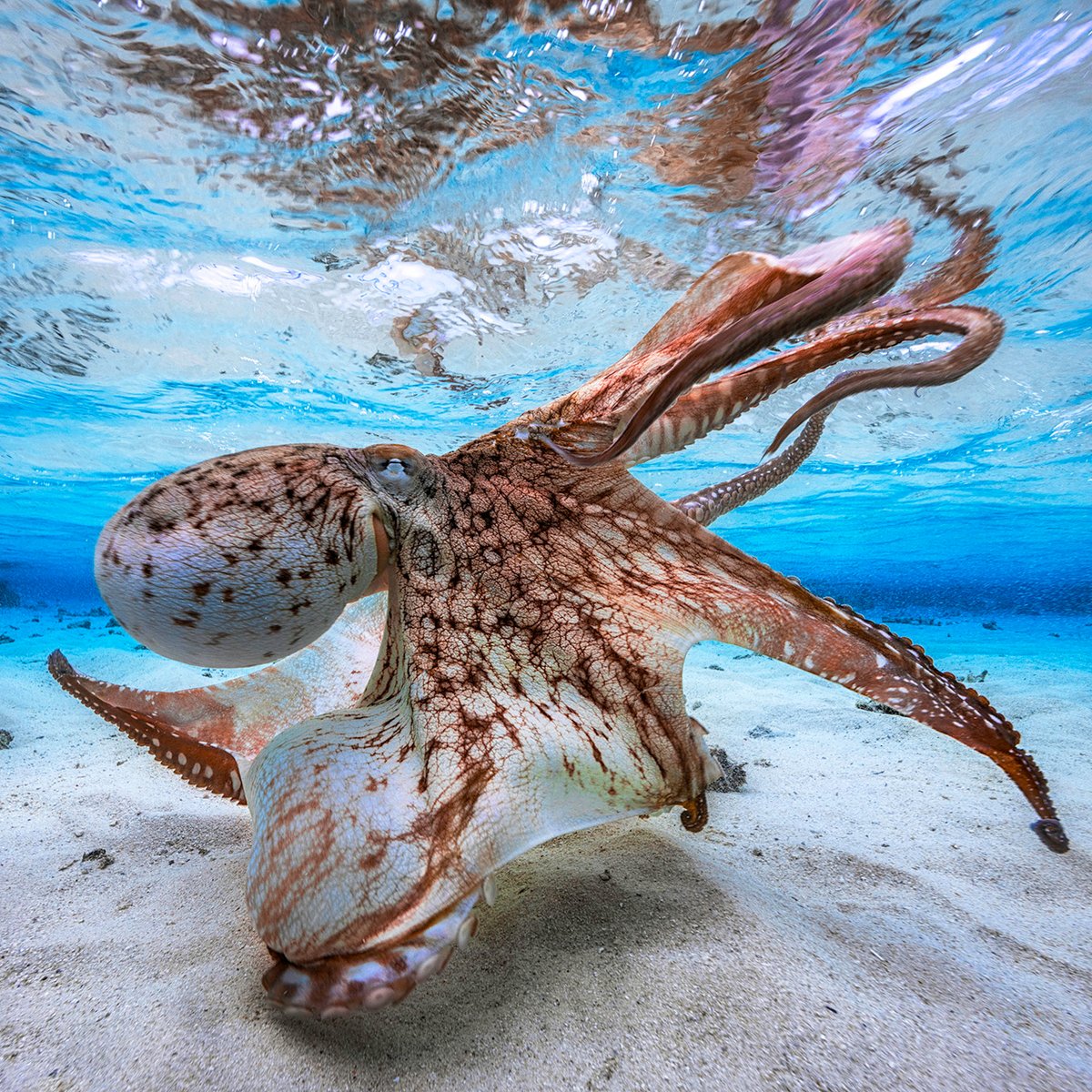 Der heutige 8. Oktober steht als Welttag der #Kraken (engl. World Octopus Day) ganz im Zeichen der intelligenten Weichtiere.  Dias Foto von Gabriel Barathieu zeigt einen Harlekin-#Oktopus und ist Teil der Ausstellung „Planet Ozean“ im Gasometer Oberhausen. gasometer.de
