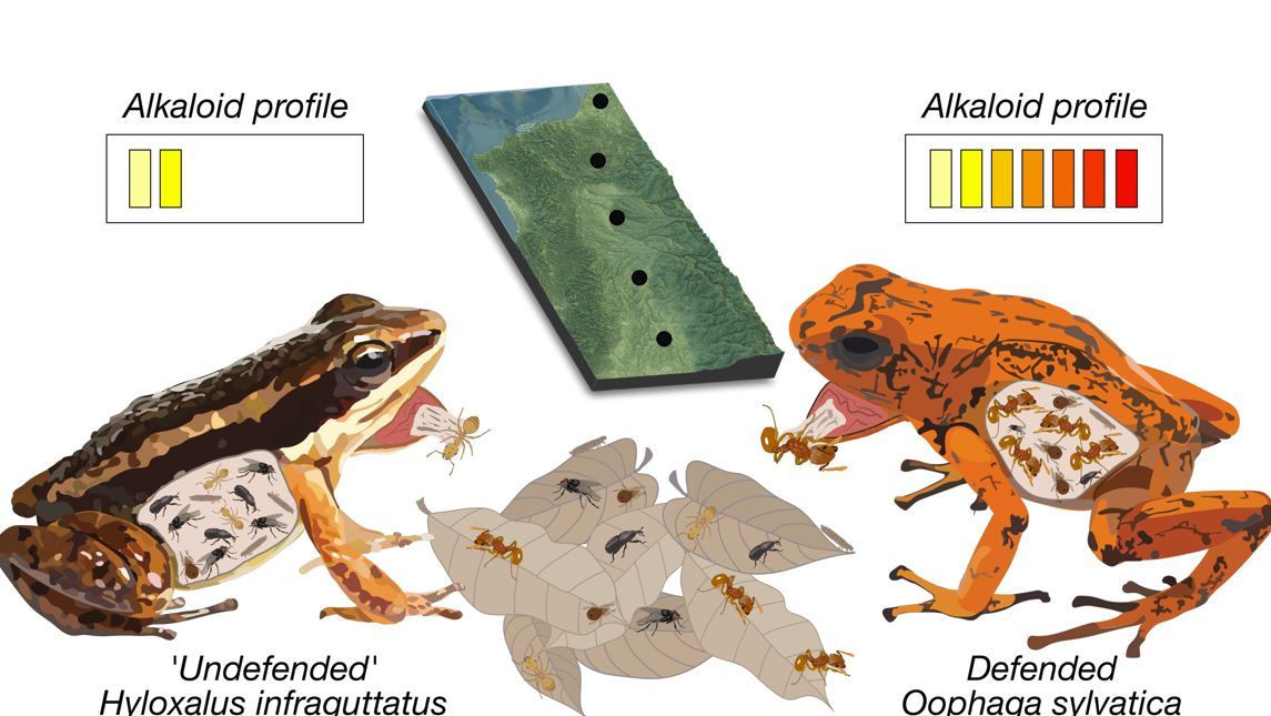 🐸Poison frog chemical defences are influenced by environmental availability and dietary selectivity for ants 
 Martin et al., link spatial variation in leaf litter ant communities to frog chemical defences.
buff.ly/NyBIPVP