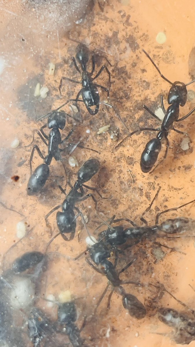 Ant Museum (@ant_museum1911) / Posts / X