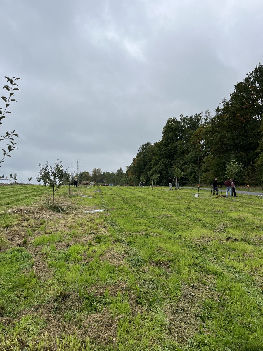 Dnes na poli s dobrovolníky od Sázíme stromy. 🍀 #FarmářJežek