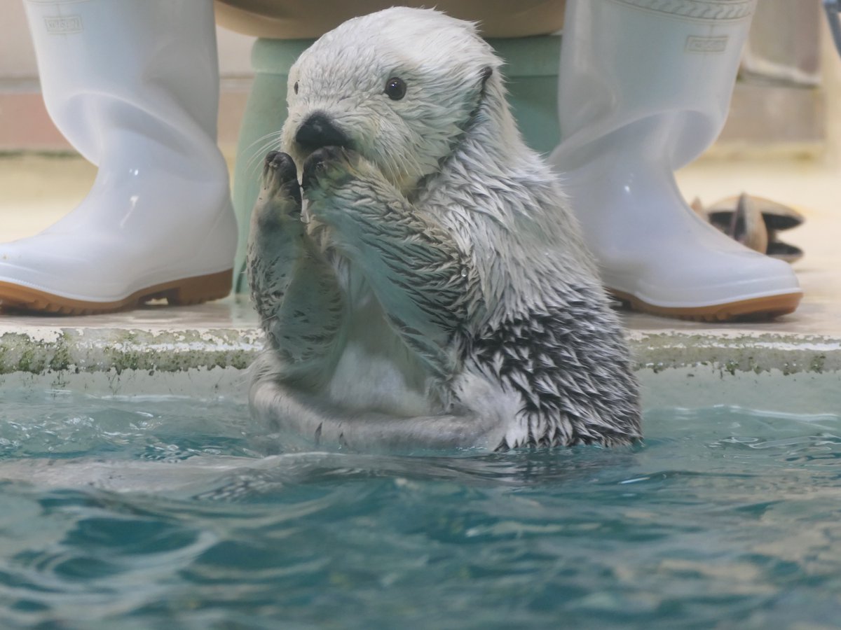 ラッコ - Search / X