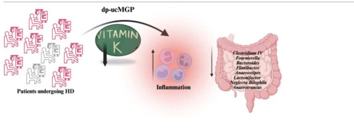 New paper out! 🧬
Low vitamin K status in hemodialysis patients is linked to gut microbiota changes &amp; inflammation ,highlighting a microbiome role in CKD. sciencedirect.com/science/articl…