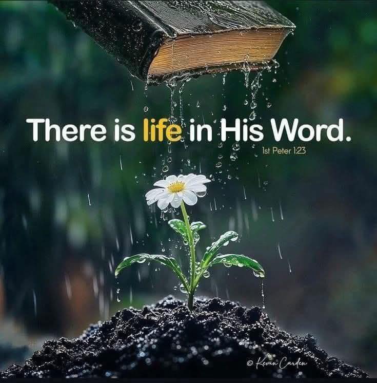 Good Morning, Everyone! 😂 Happy Wednesday! 🙌

"Having been born again, not of perishable seed but imperishable, through the living and abiding word of God" (1 Peter 1:23). 

What a beautiful promise! 

Through God's Word, we are given a fresh start, a life that will never fade.