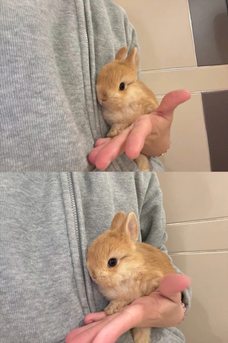 Why you should have a rabbit (@shouldhaverabit) on Twitter photo 