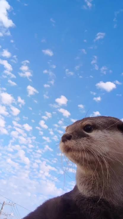 KEEP IT ONE HUNDRED ON 
THE LAND 
THE SEA 
THE SKY 
#TSTheLifeOfAShowgirl