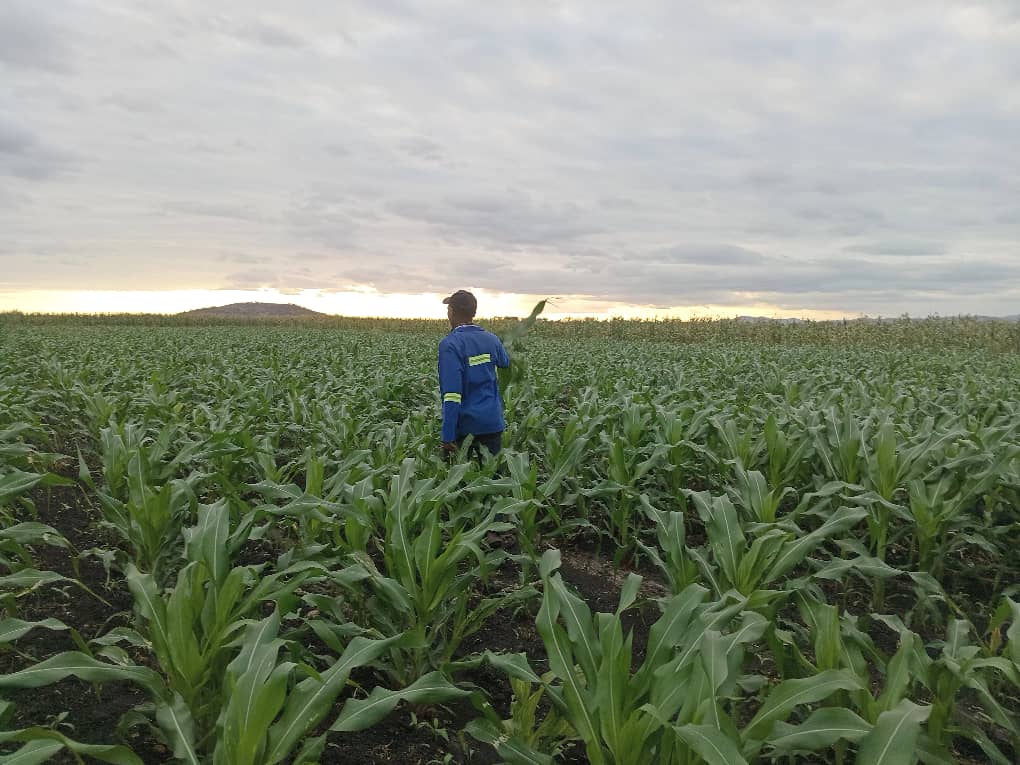 ChiredziScr's tweet photo. Rupangwana, Nyangambe and Ngundu-Tokwane smallholder irrigation — Smallholder farmers in Chiredzi continue to demonstrate resilience despite challenges in access to water and the high cost of inputs. Smallholder farmers contribute significantly towards national food security https://t.co/3a4Mlo6SMx