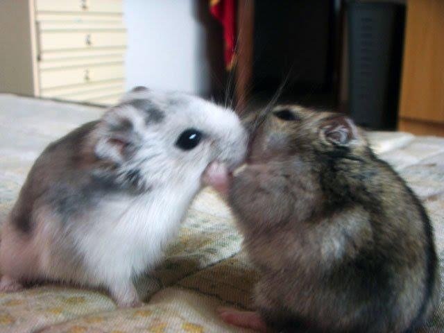 Tweets Of Hamster tweet media