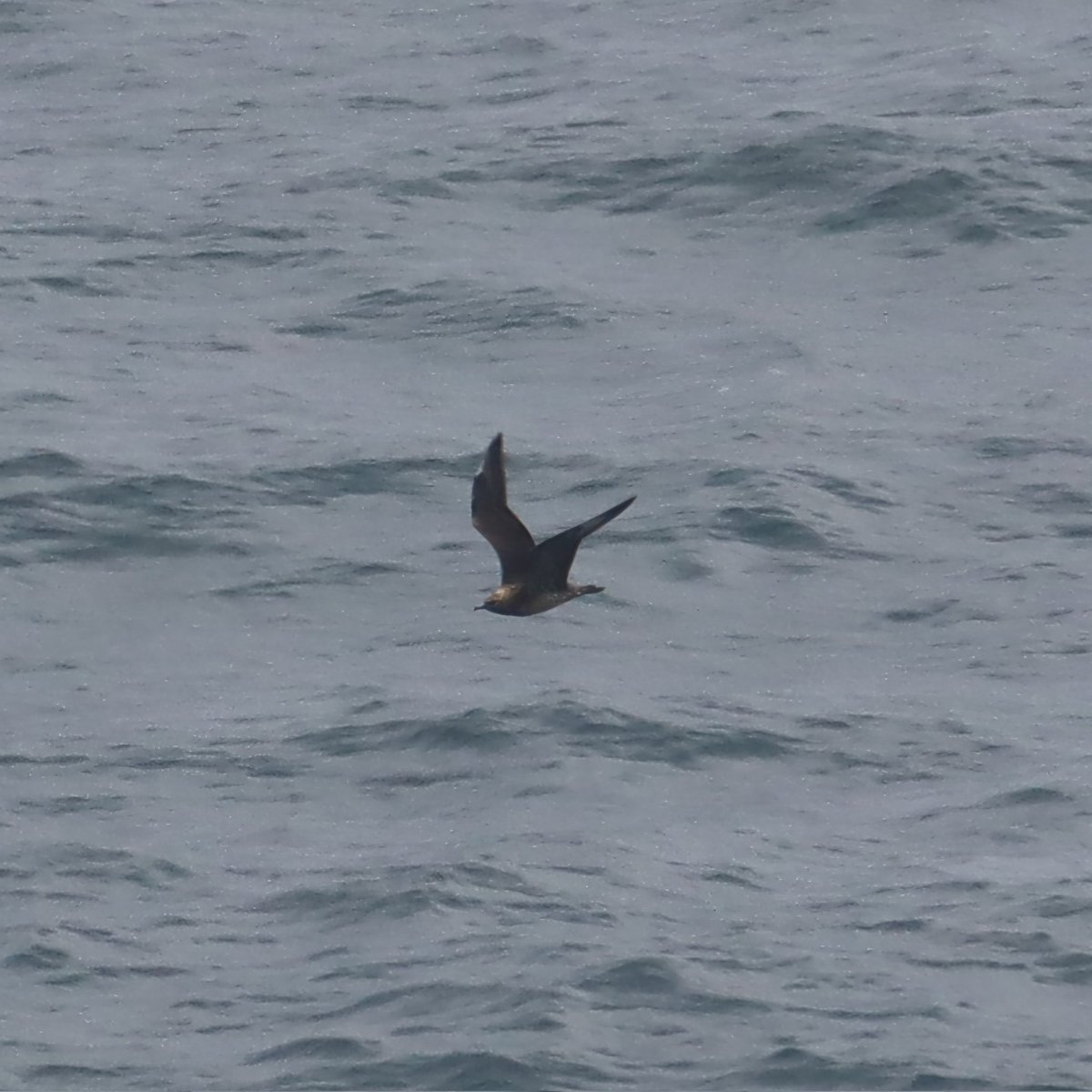 After a whistle stop tour of Ireland for work,  getting the ferry Belfast-Cairnryan it would rude not to try for the Western Sandpiper at Maidens.  Juv Long tailed Skua from Belfast and Sooty Shear out of Holyhead on Sunday being highlights also