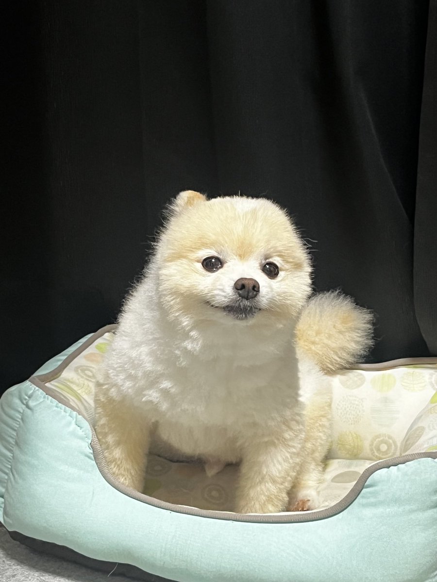 ぽんすけ大先生 (@yuyuyuyumee) / Highlights / X