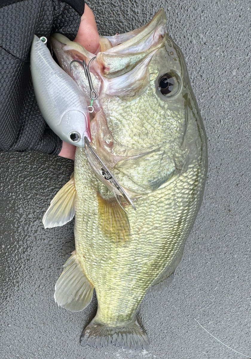 ルアー・フライ MPB LURES MPB LURES