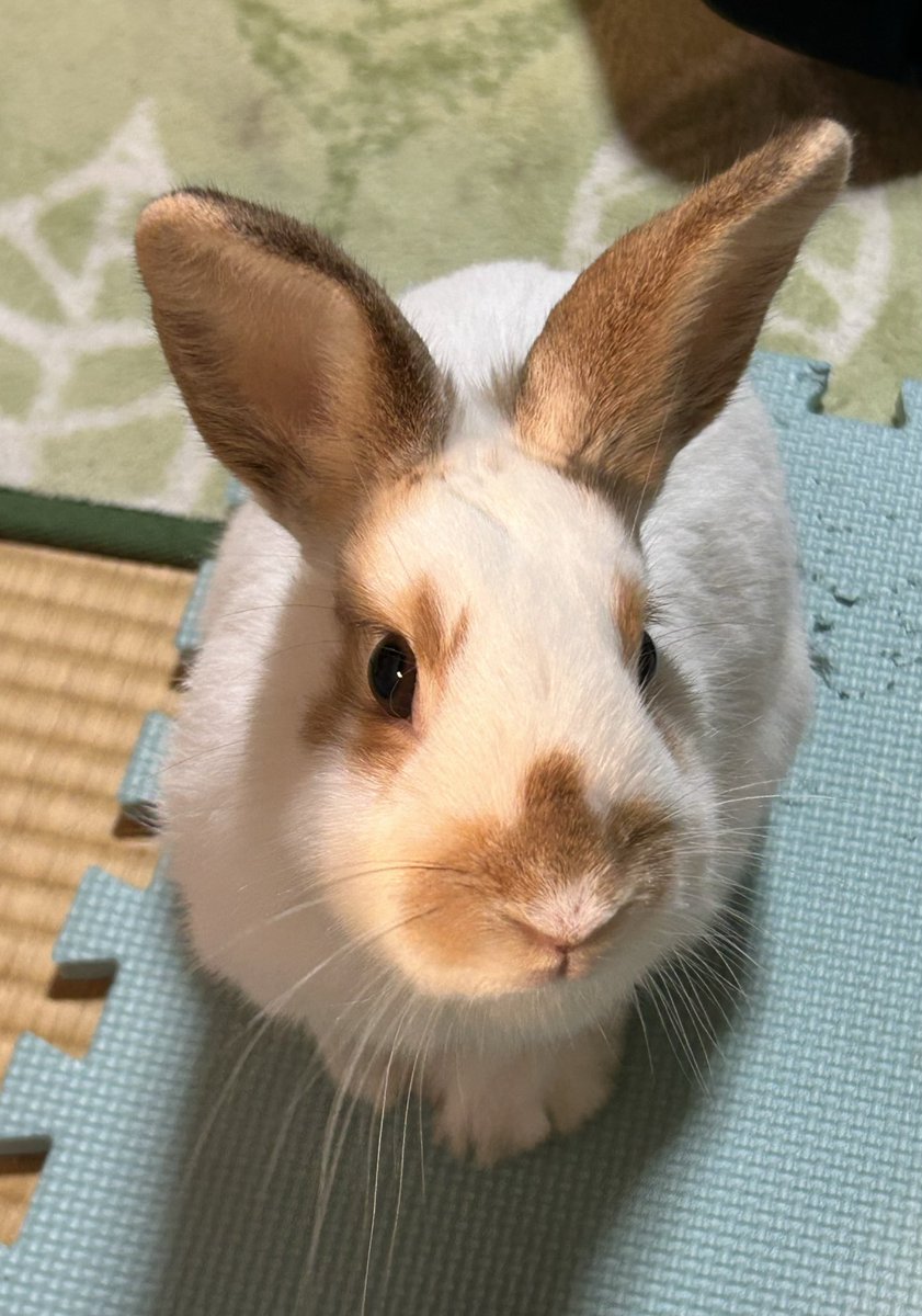 wanko10091701's tweet image. きゃわ
1歳2ヶ月

#iPhone14 #うさぎのいる幸せ