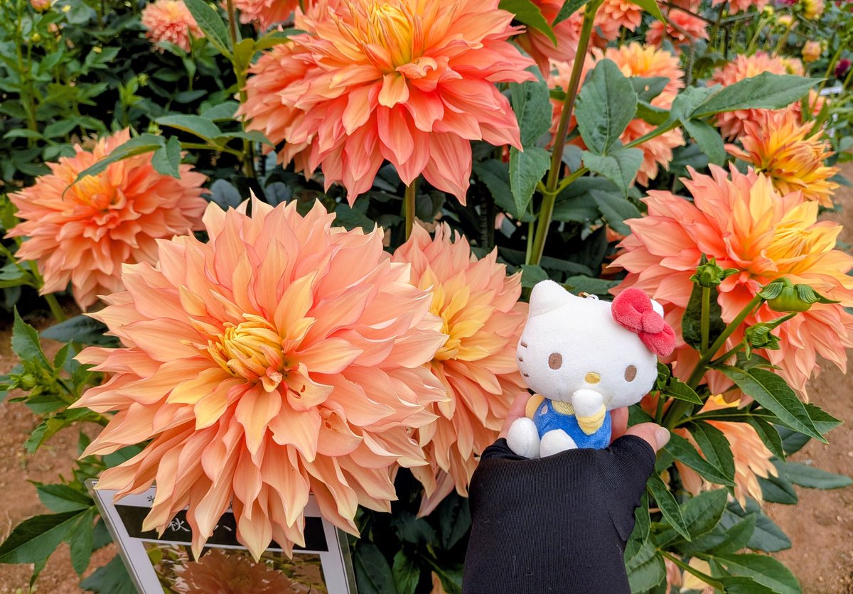 よっちゃんページ♡⃜ よっちゃん🍓✨ (@0607yoshikos728) / Posts / X