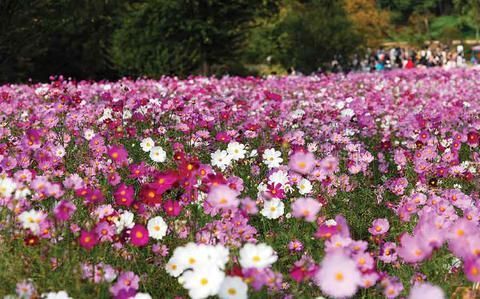 StripesPacific's tweet photo. Each of these spots in the Kanto region is perfect for an autumn stroll, so consider adding them to your seasonal outings. #autumnflower #flower #kantoregion #kantoplain
https://t.co/xRHWFpJ8g4 https://t.co/pOQvavx7IP