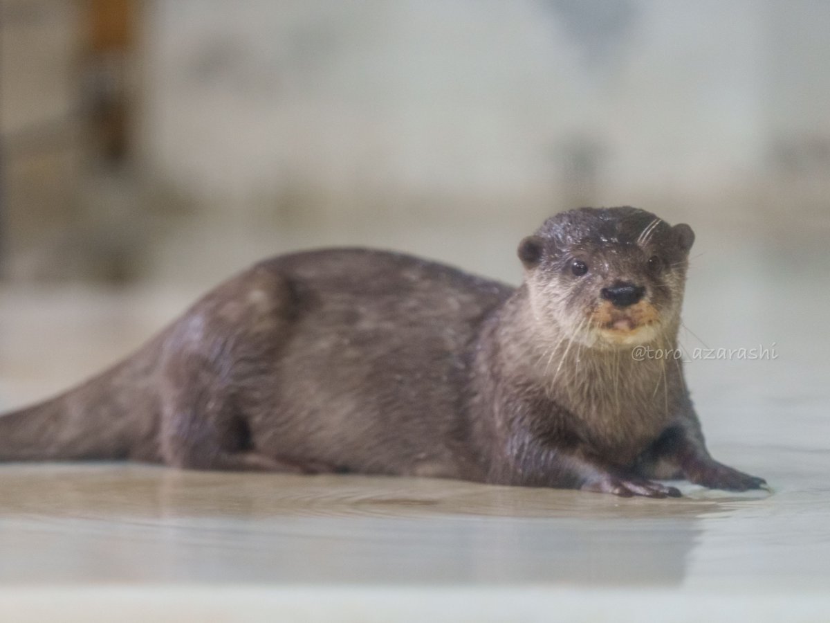 南知多ビーチランド カシワ 2025/07/20 #かわうそ #カワウソ #otter