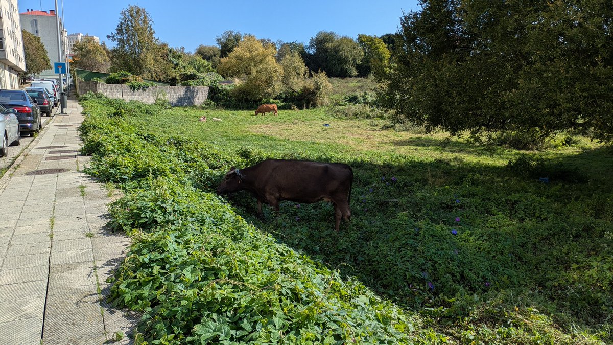 MarScared's tweet image. Encuentra la vaca