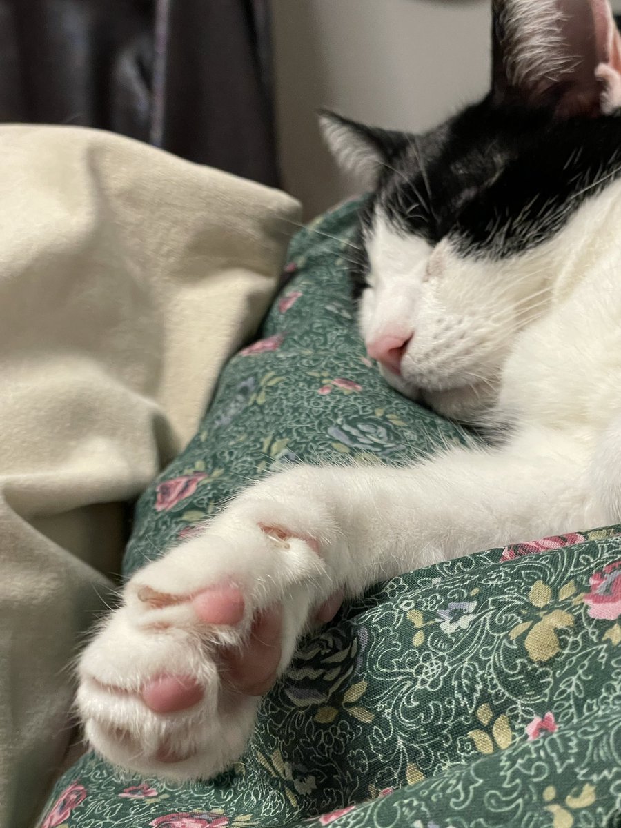 mitchellscomet's tweet image. 