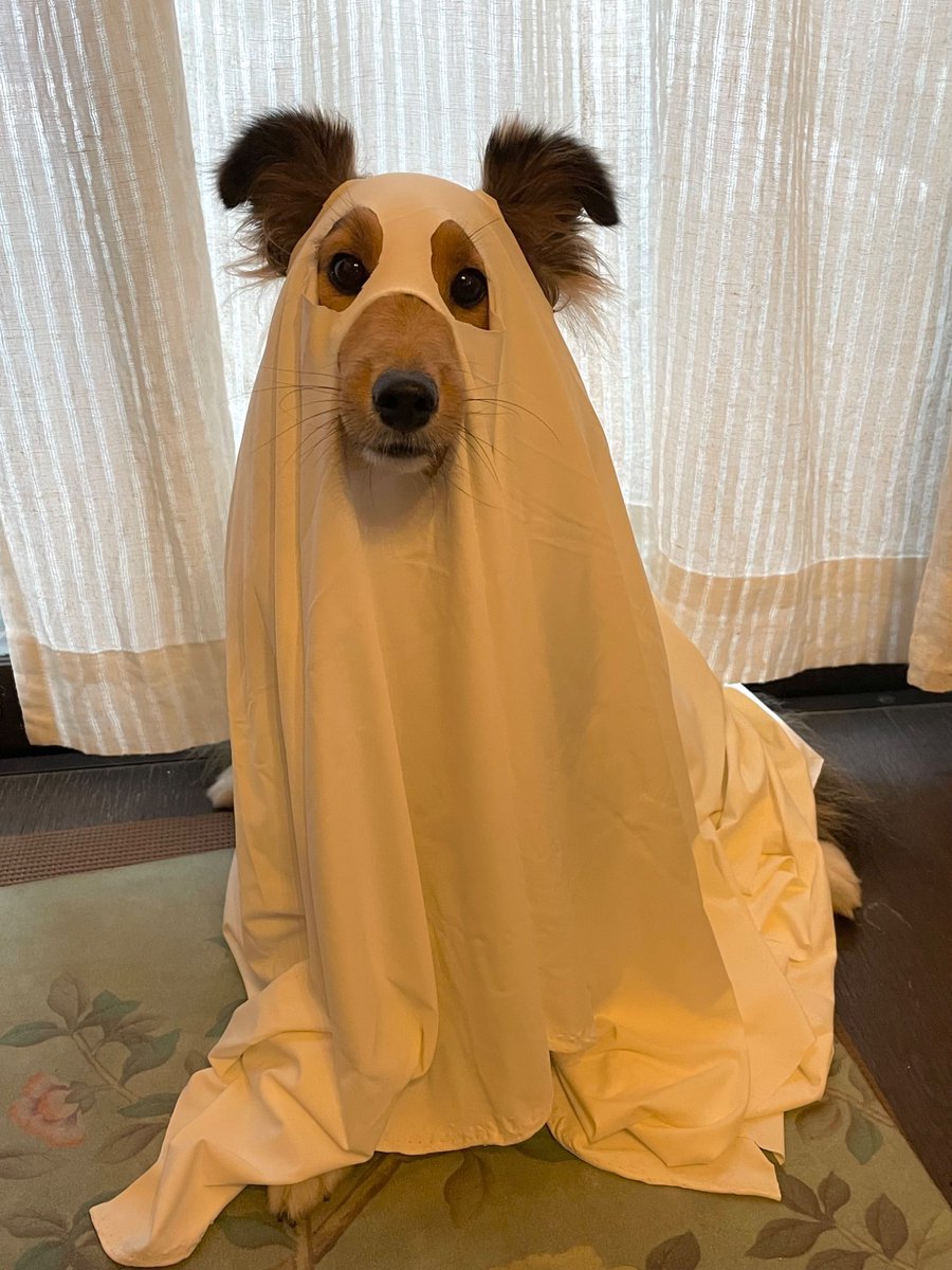 もはやこなれ感があるﾗﾑﾁｬﾝ