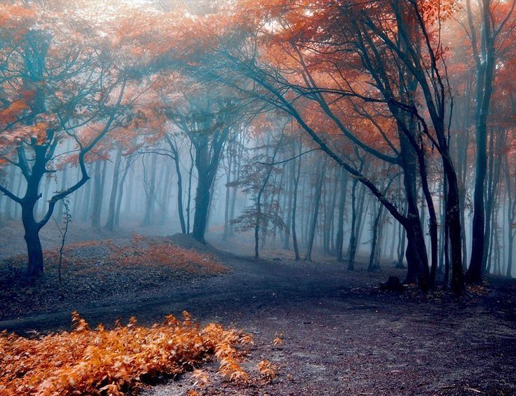 places2escape's tweet photo. Autumn colors in the Black Forest (Schwarzwald)
🇩🇪Germany
📷Mei Lene https://t.co/m9NDty3ih9
