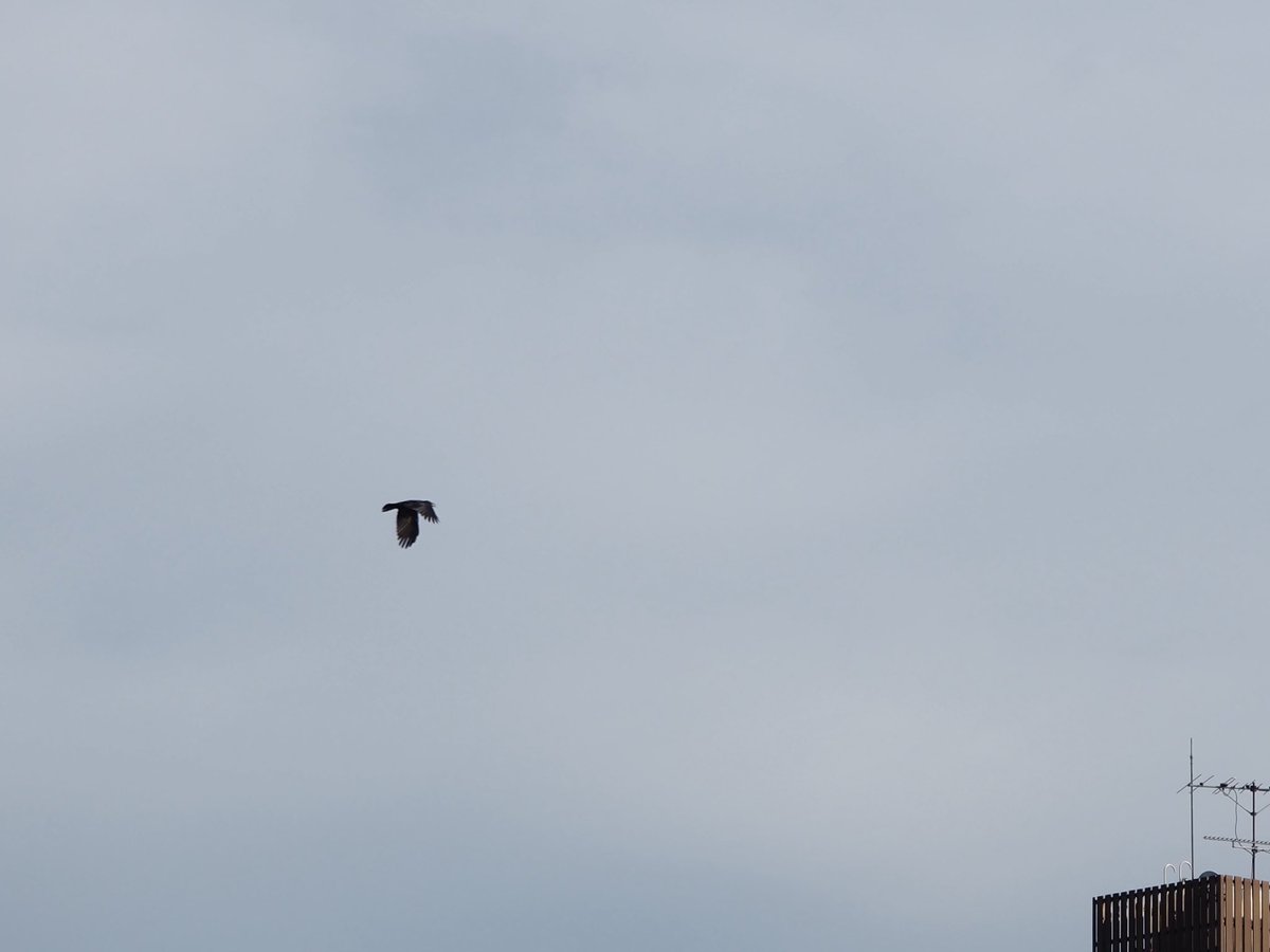 鳥が街を通り抜けるたびに追いかけるようにシャッターを切っている