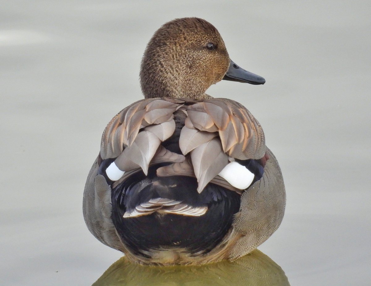 Pajarines tweet media