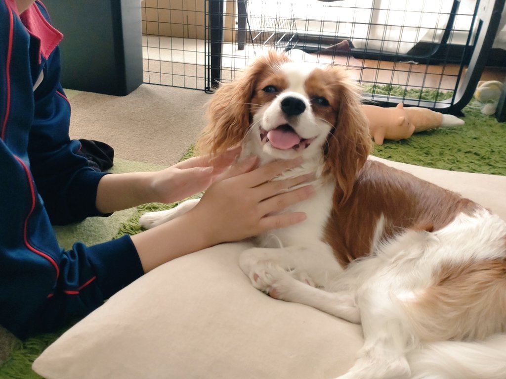 yucchin_t's tweet image. おねえたん撫でてくれるの嬉しいわん

#キャバリア　#10ヶ月　#犬のいる暮らし　#娘とイヌ　#モフモフ